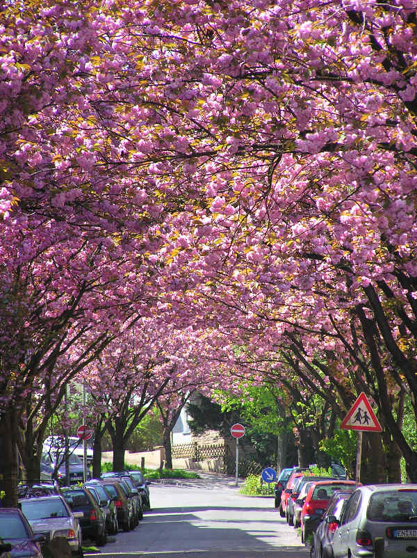 Frühling