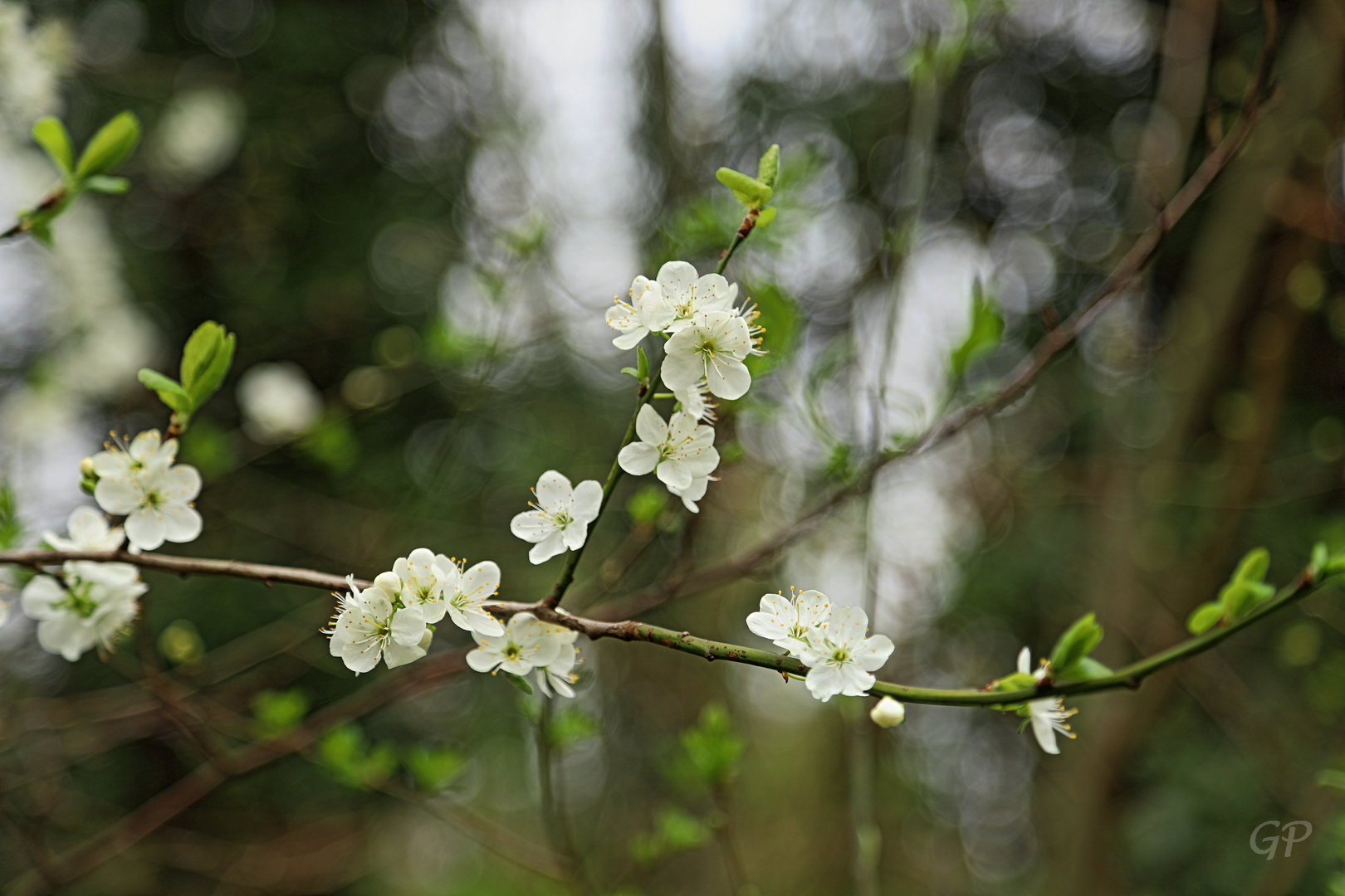 Frühling