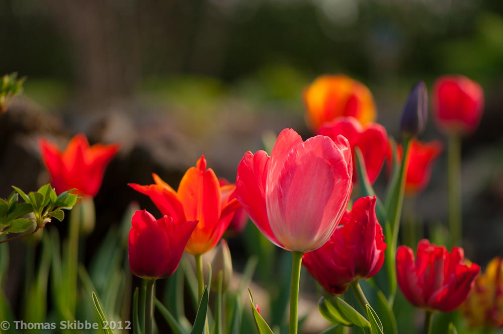 ... Frühling ...