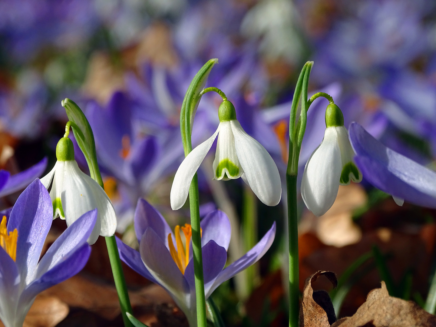 Frühling