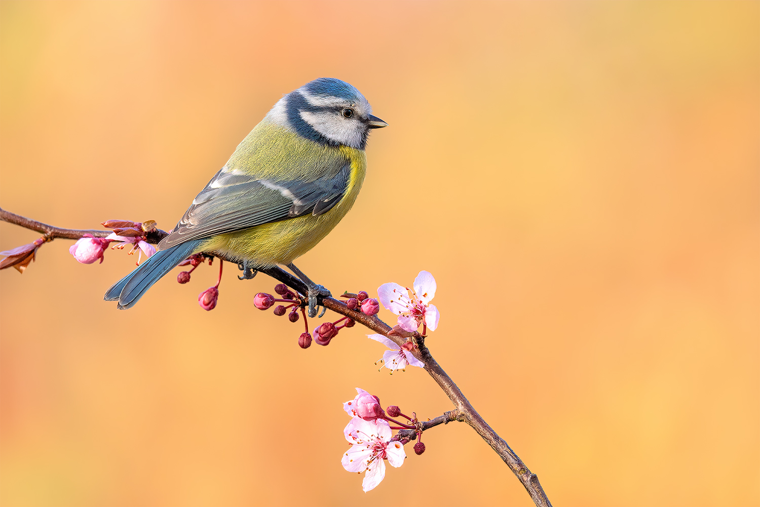 Frühling.. 