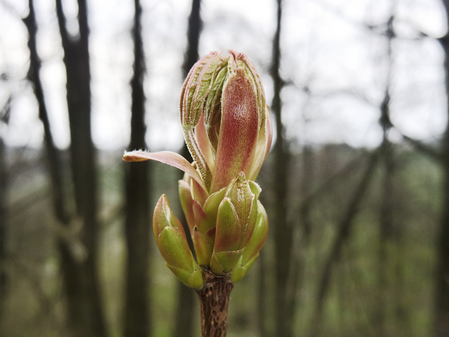 Frühling