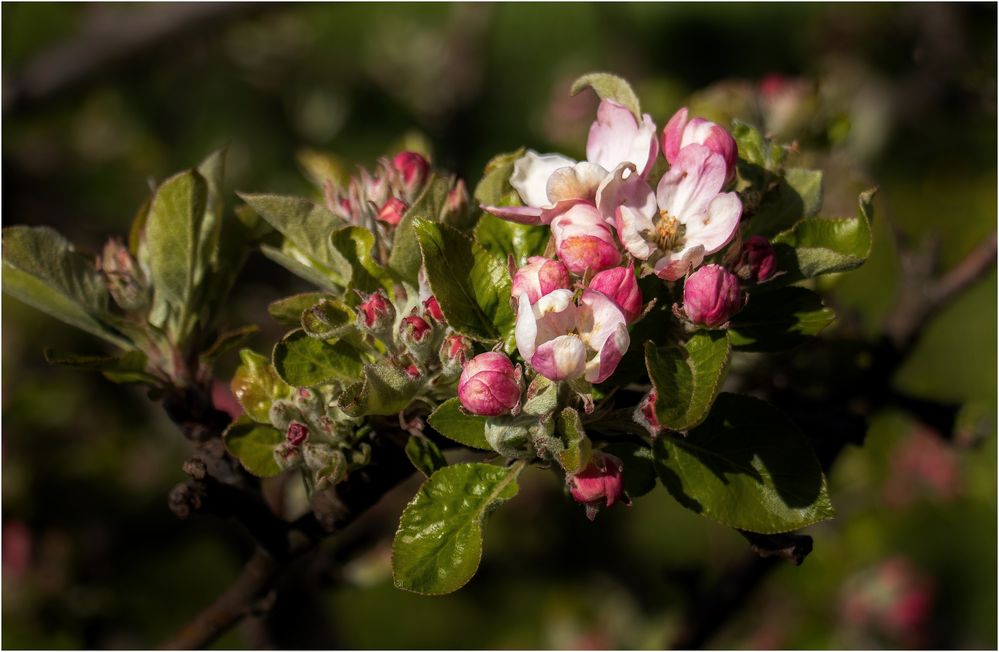 Frühling