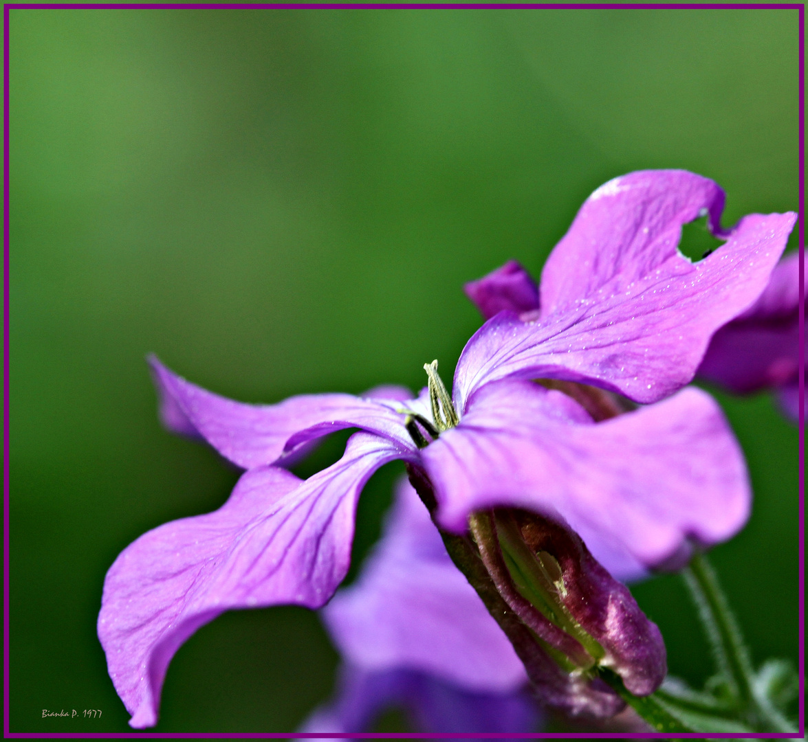 frühling