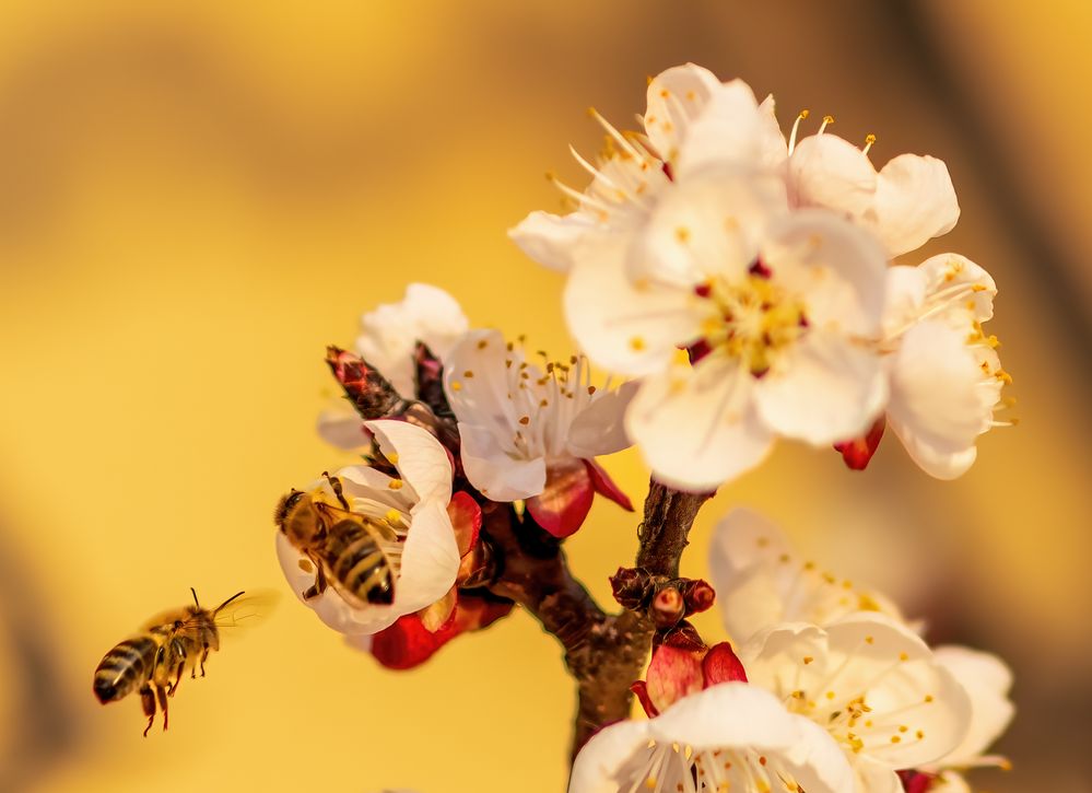 Frühling