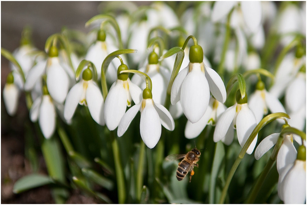 Frühling