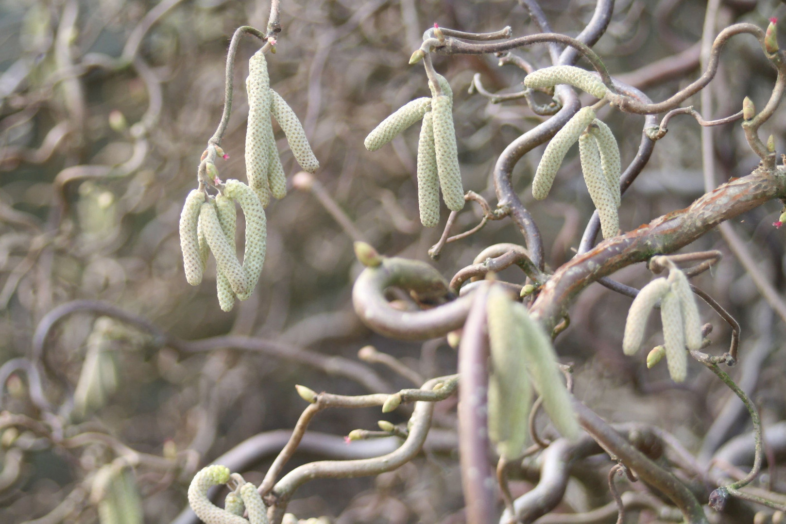 Frühling