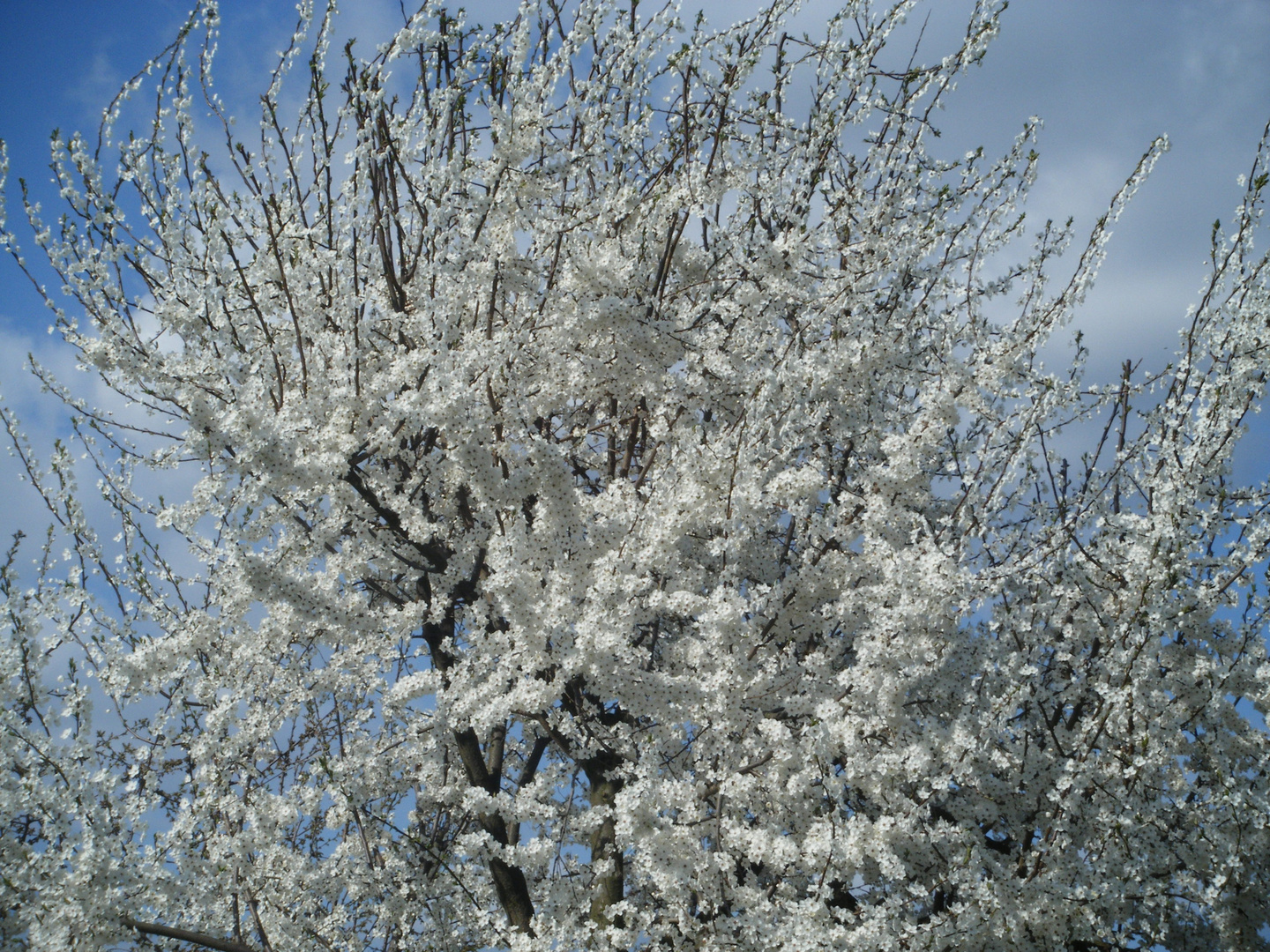 Frühling