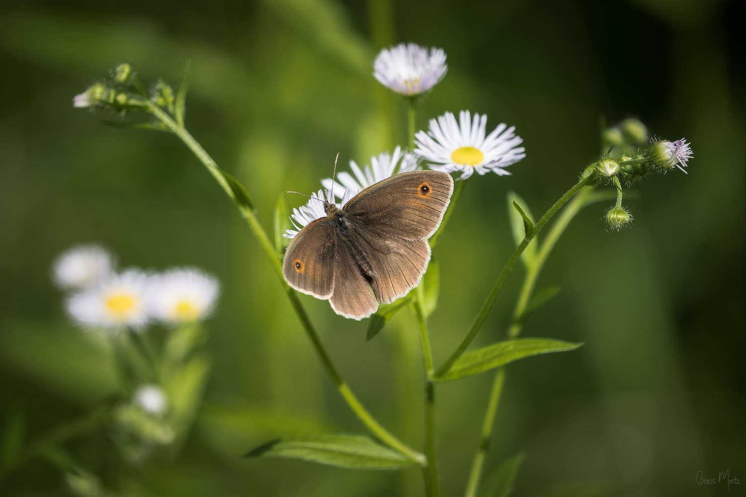 Frühling