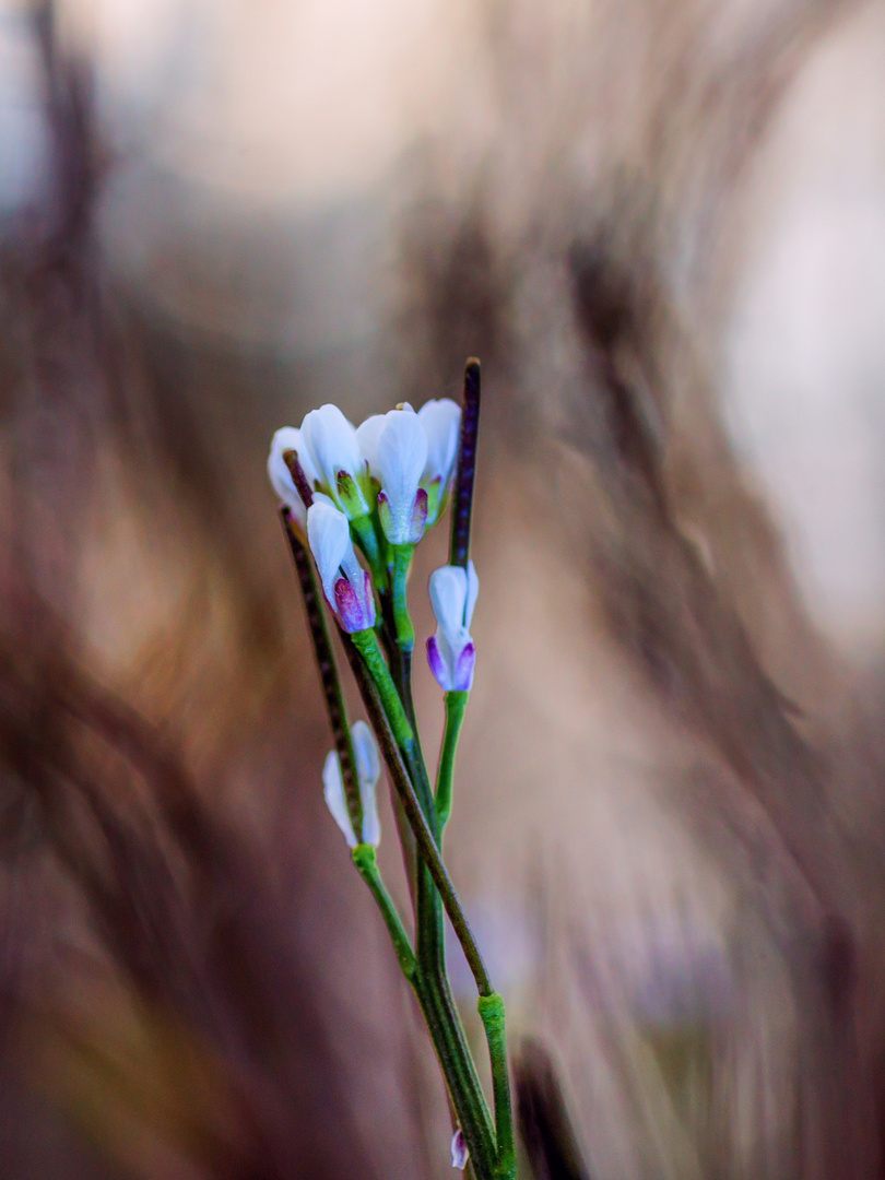 Frühling