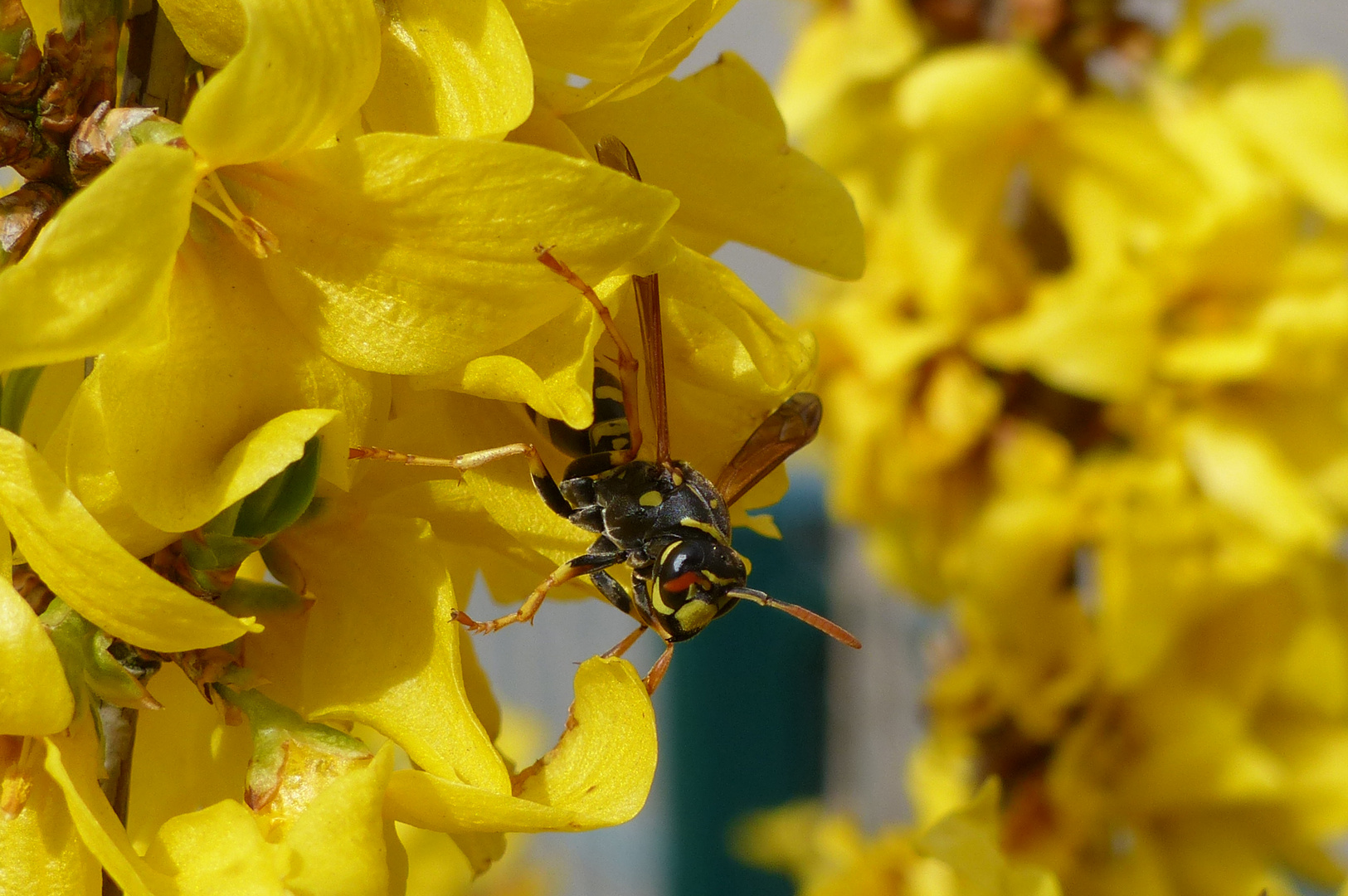 FRÜHLING !!!