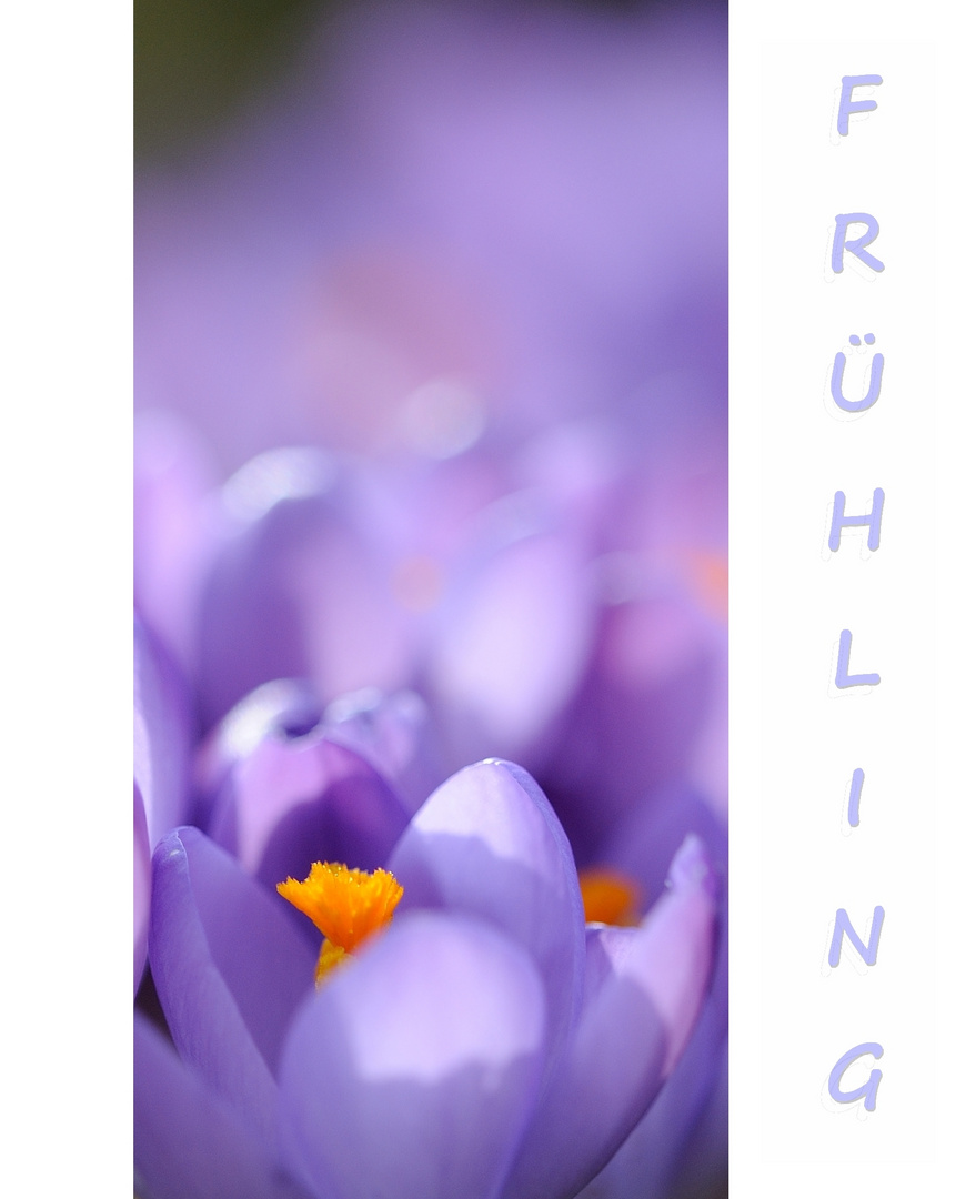 - Frühling -