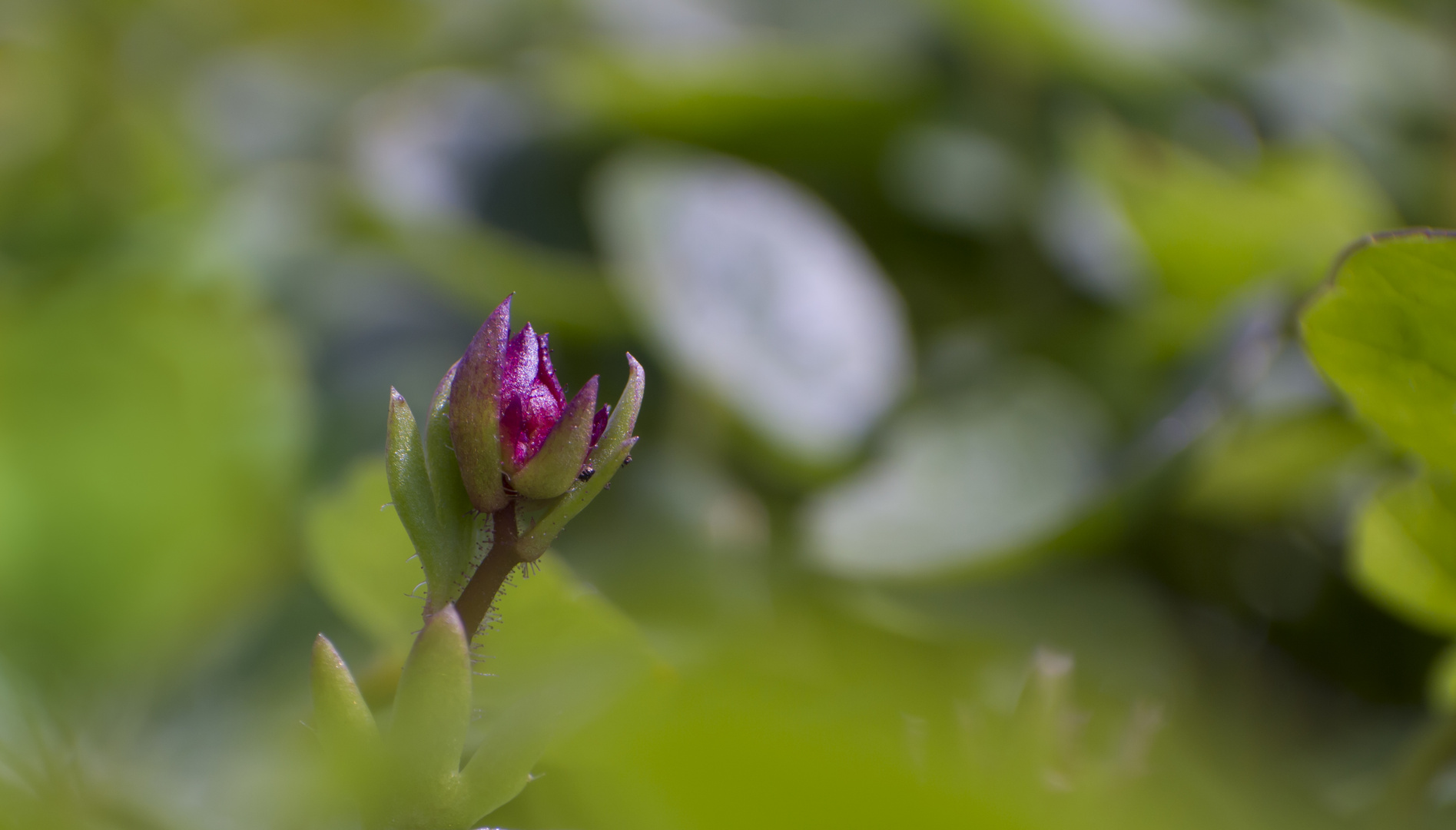 Frühling