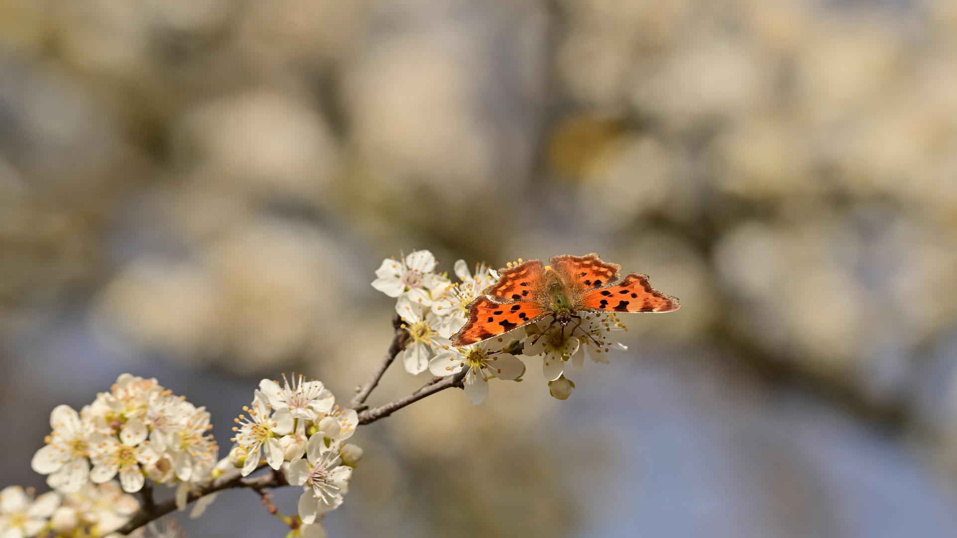 Frühling