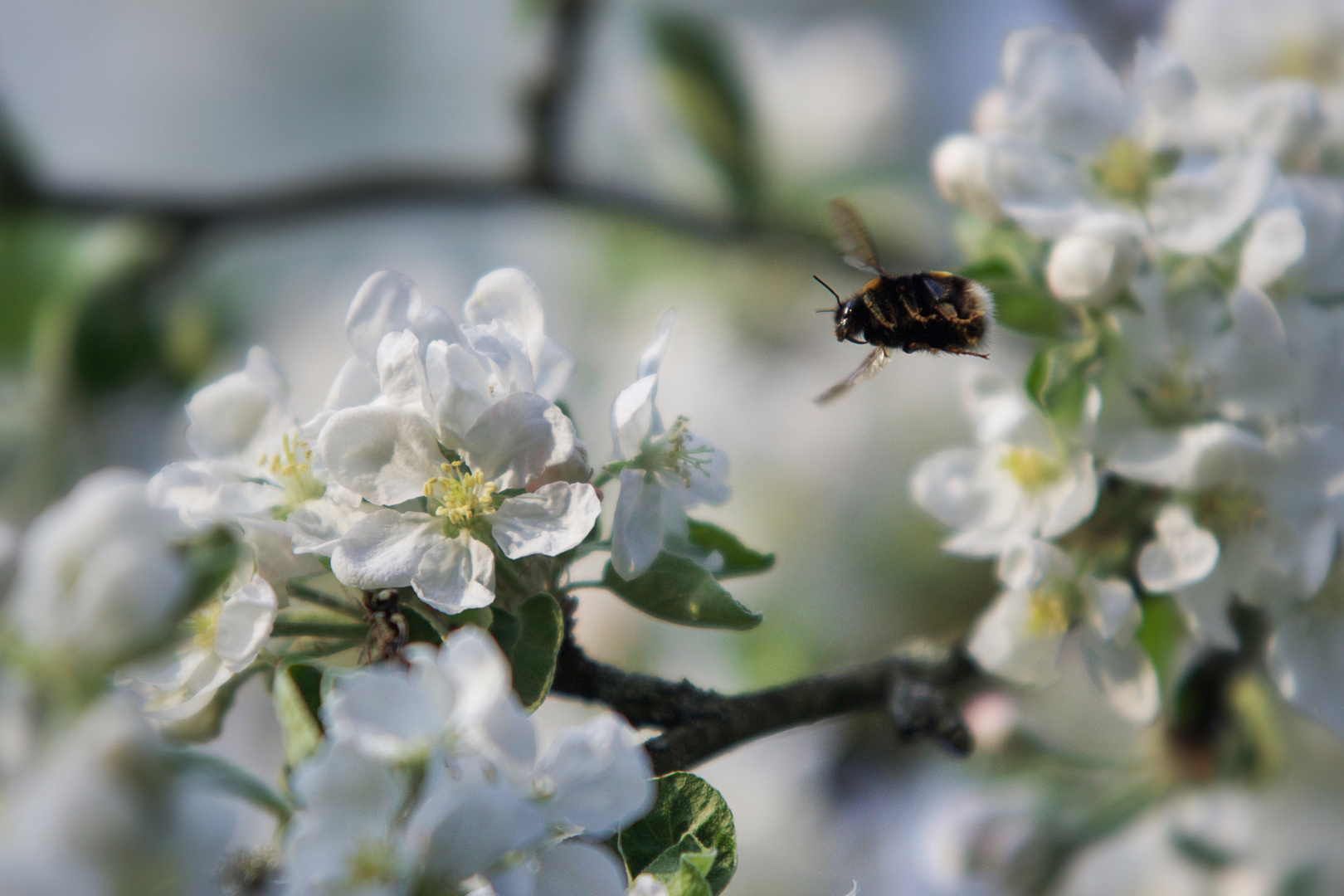 Frühling