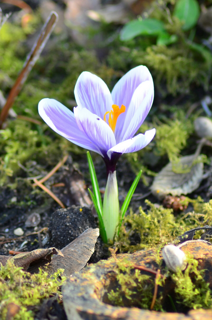 Frühling 