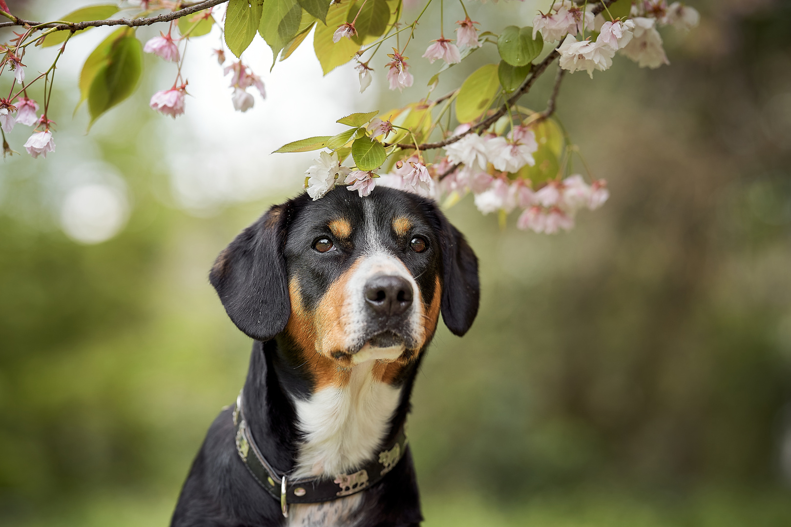 Frühling !