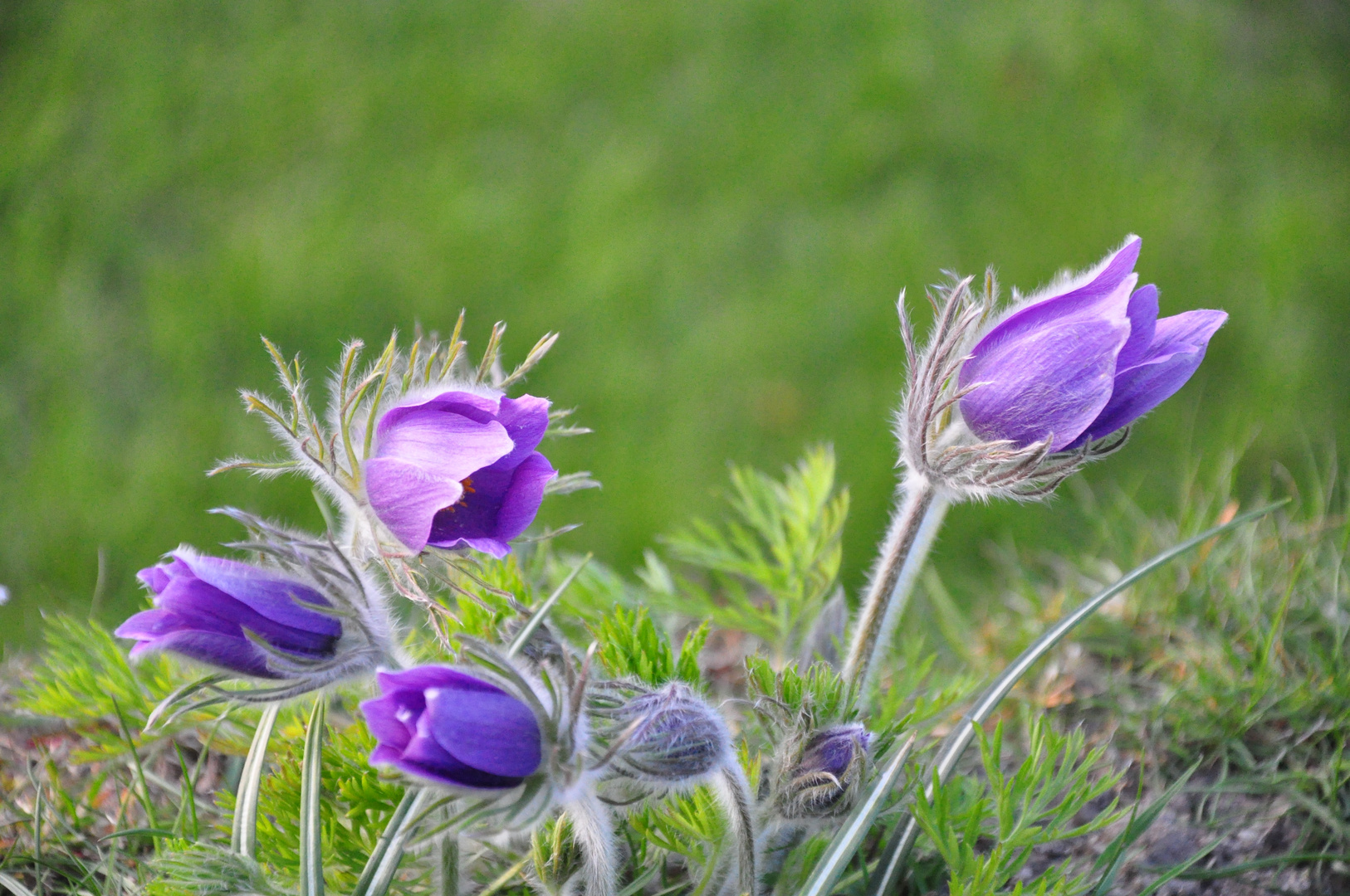 Frühling