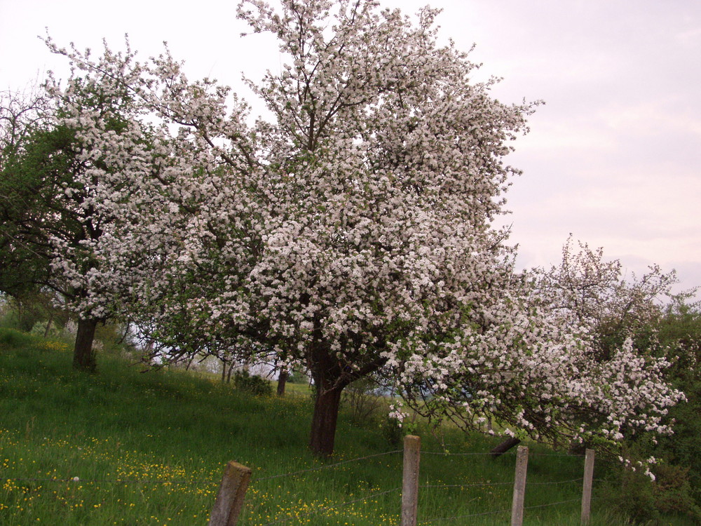 Frühling