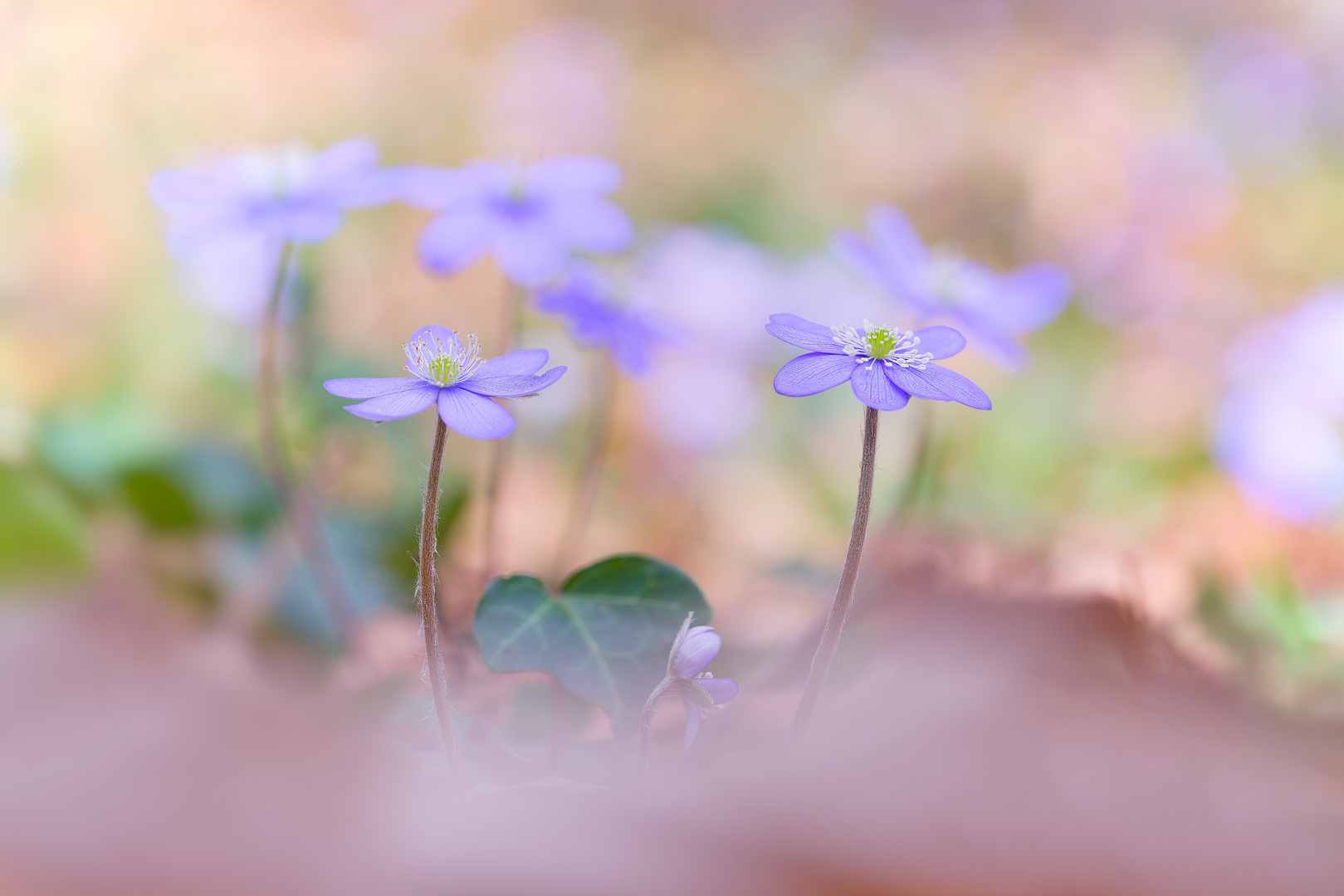 Frühling