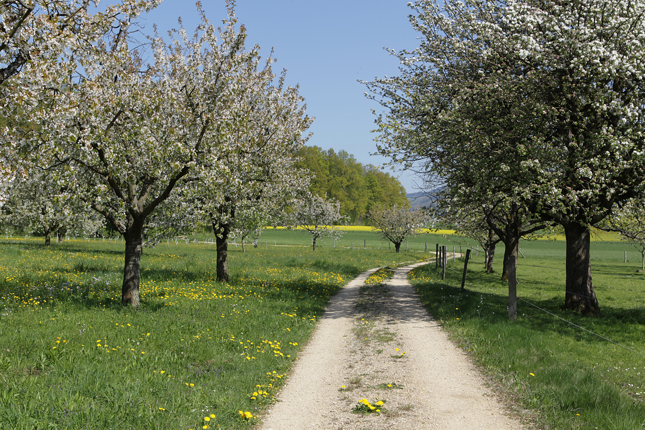 Frühling