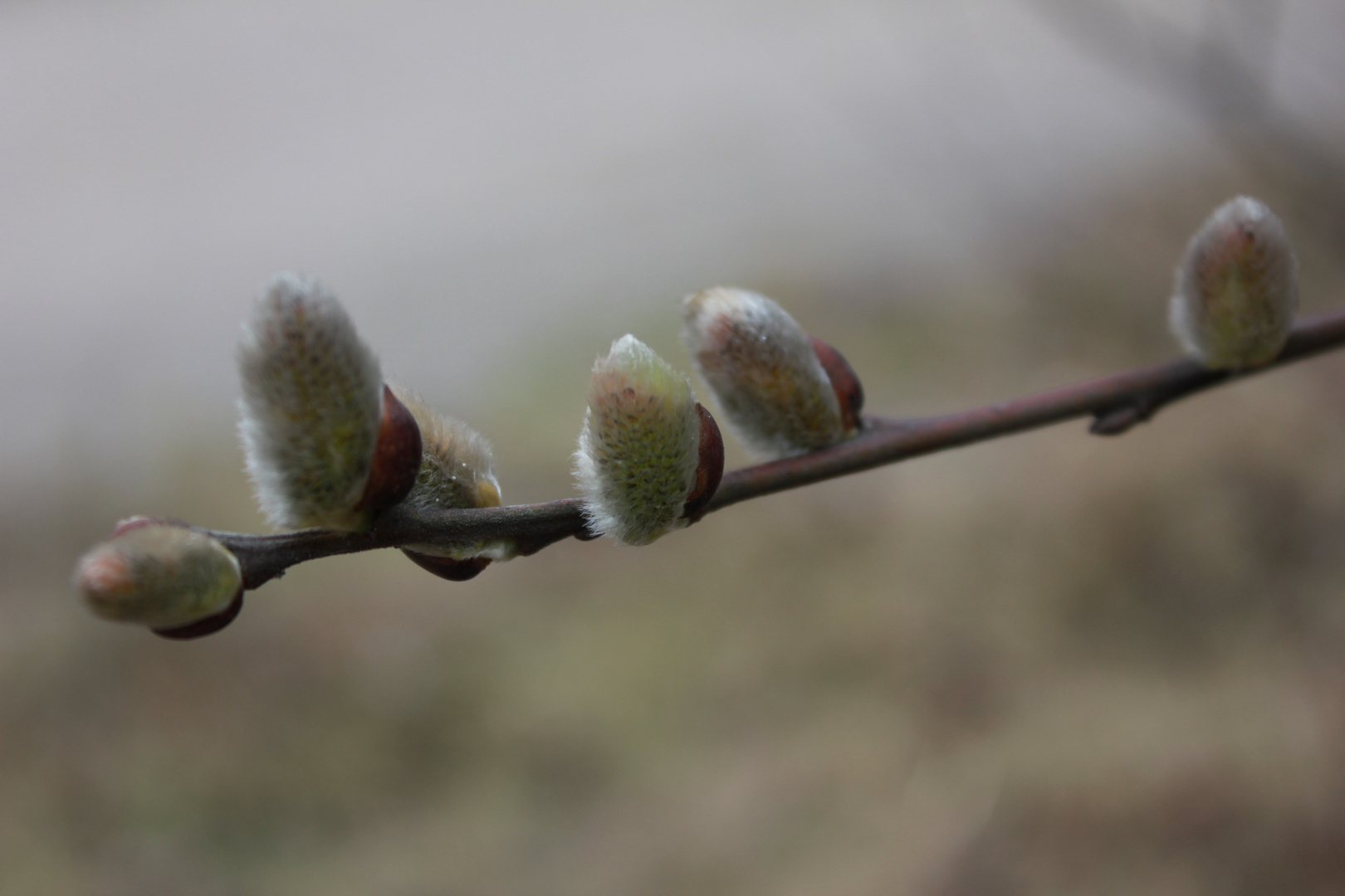 Frühling