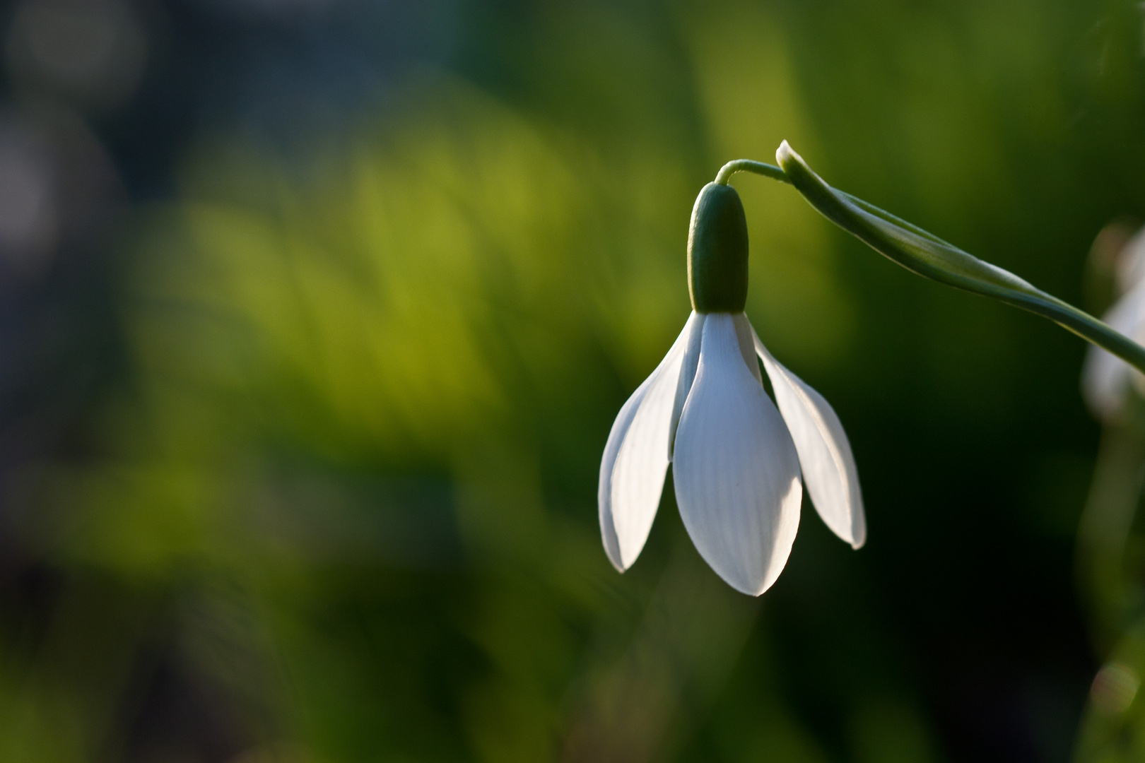 Frühling ?