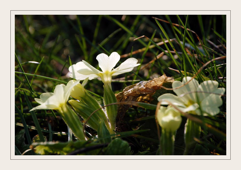 Frühling