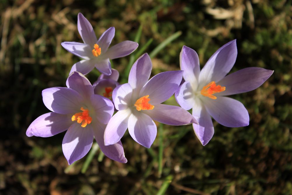 Frühling von Bernhard Stamm 