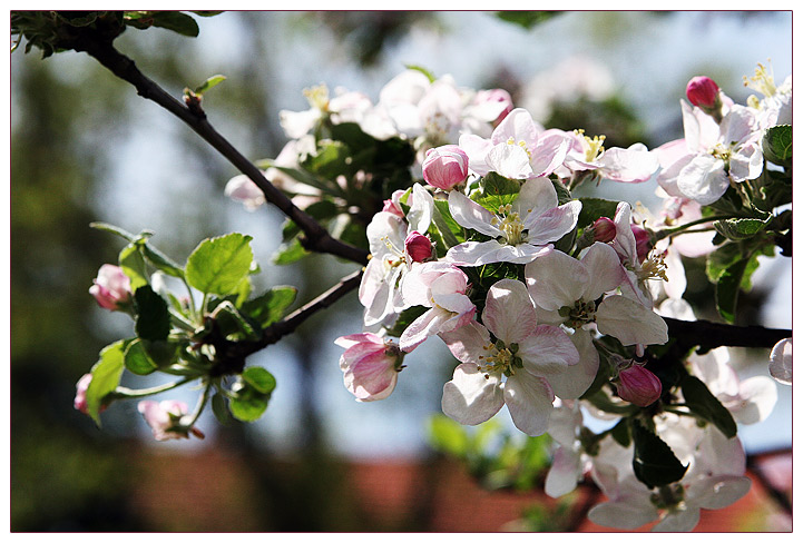 :: Frühling ::