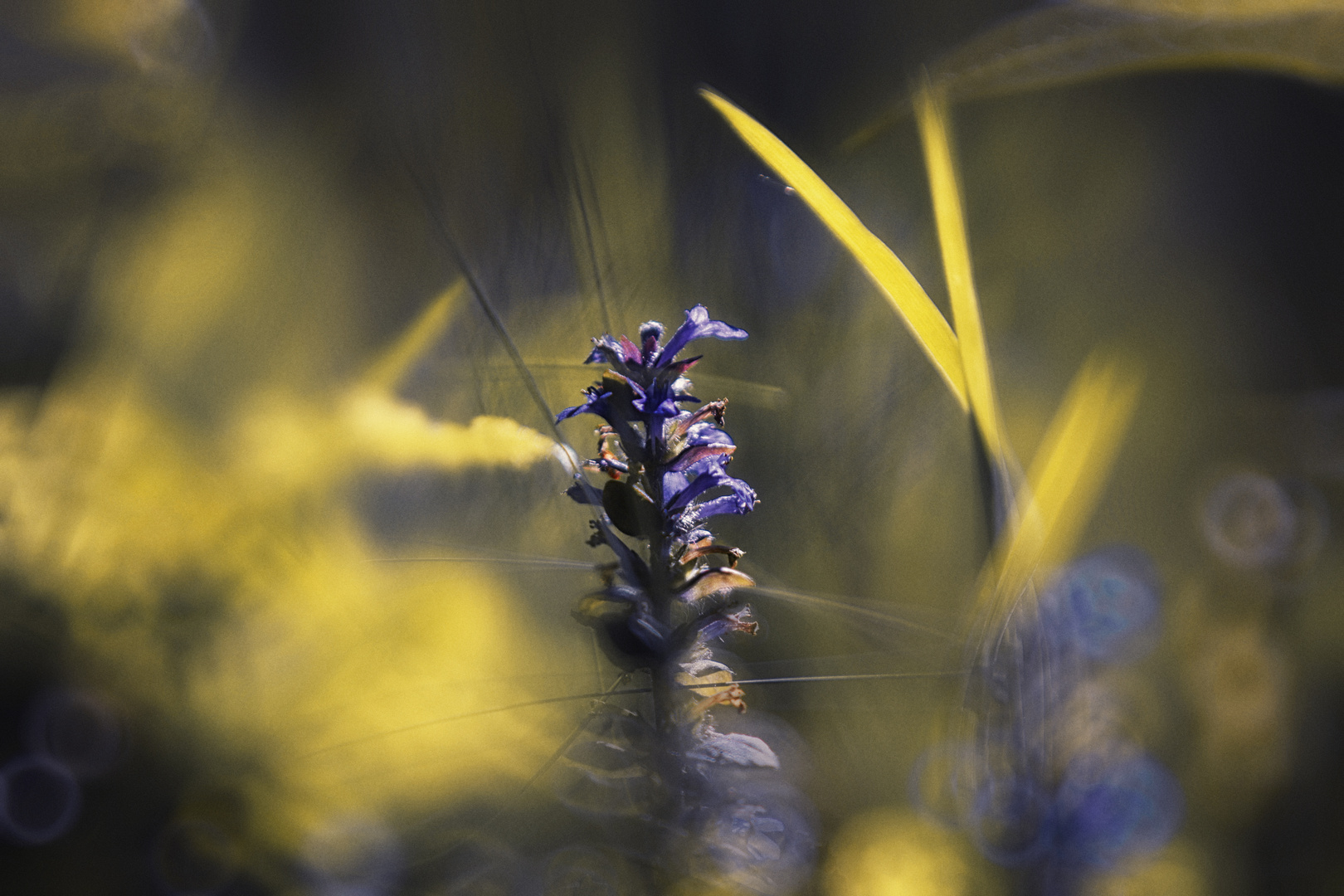 Frühling