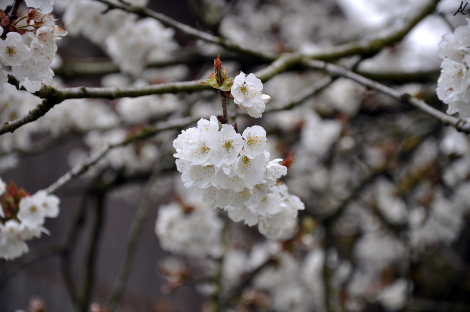 Frühling