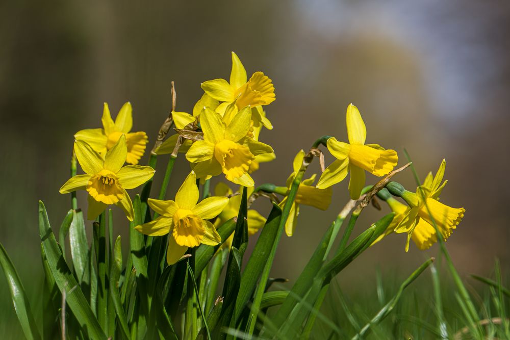 Frühling