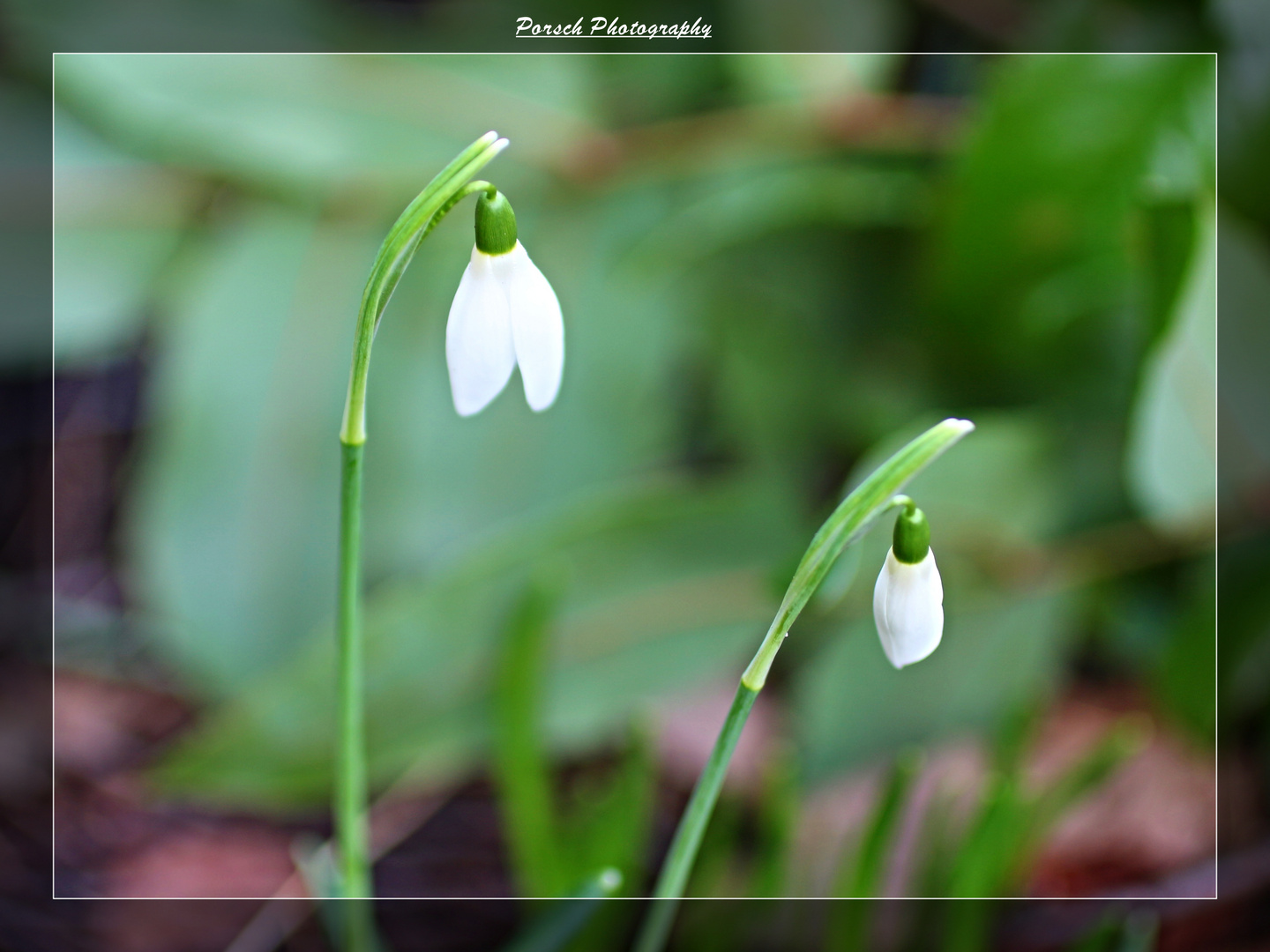 Frühling