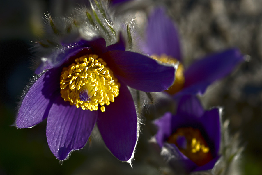 Frühling