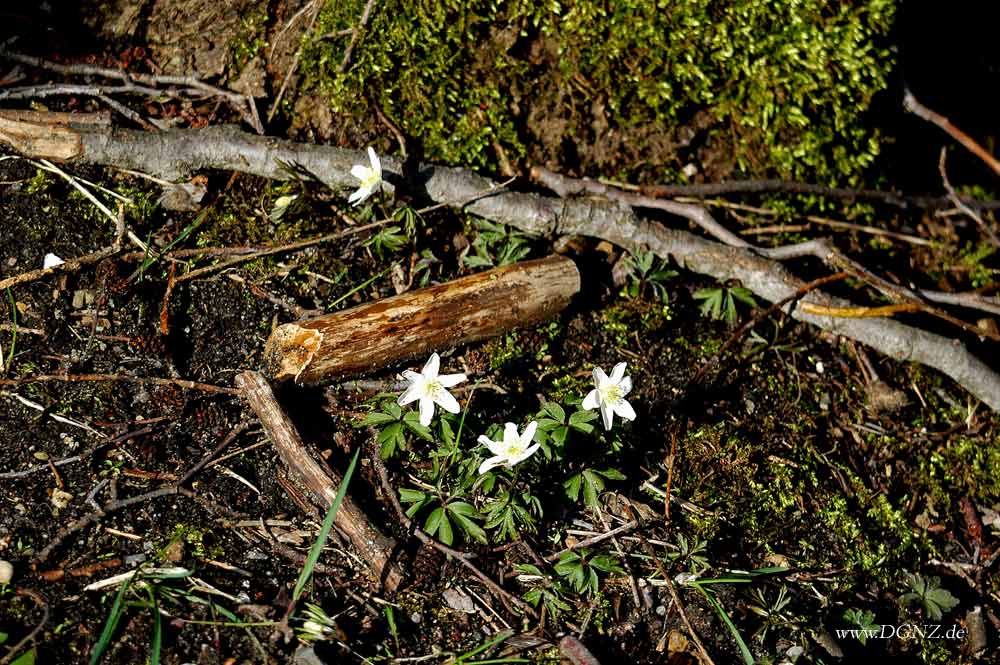 (-: Frühling