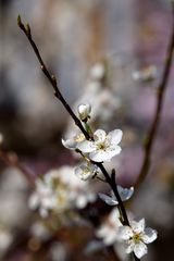 Frühling