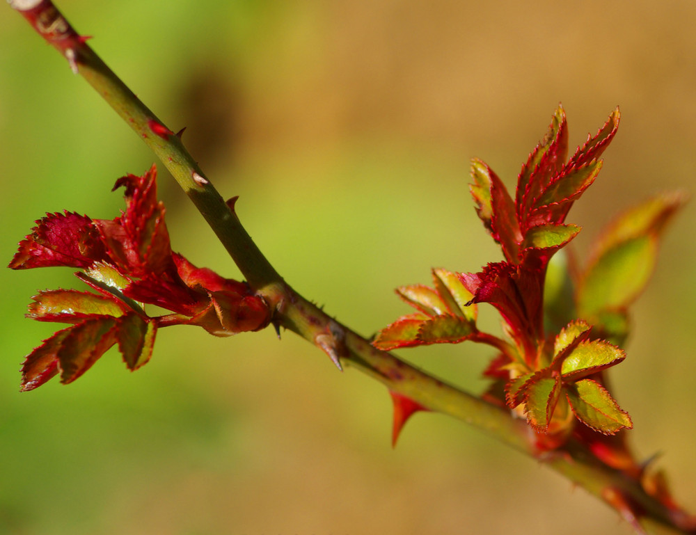 Frühling