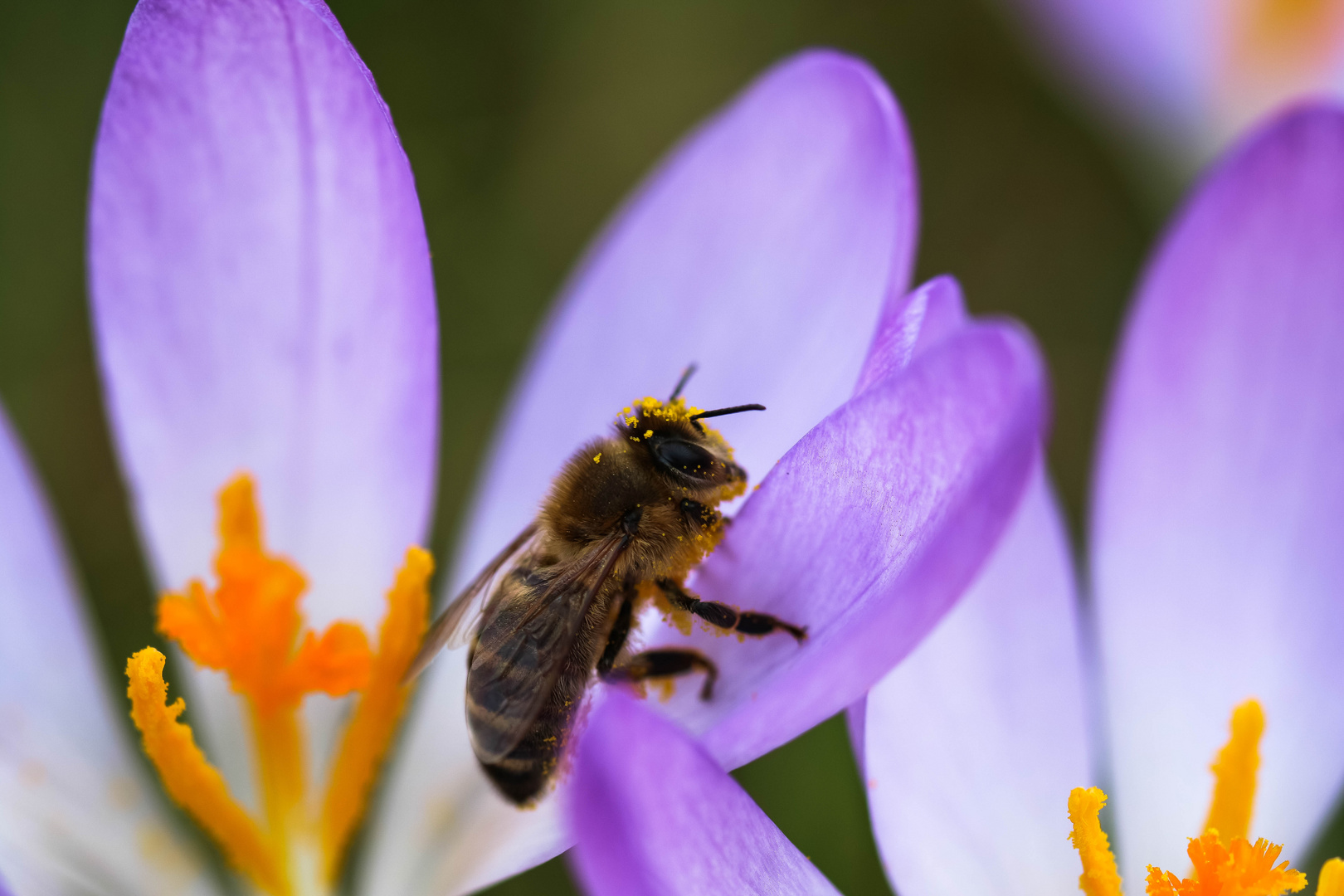 frühling