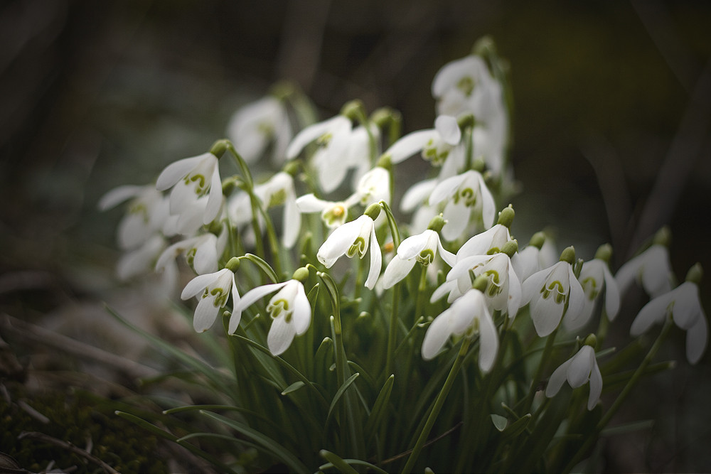 ' Frühling '