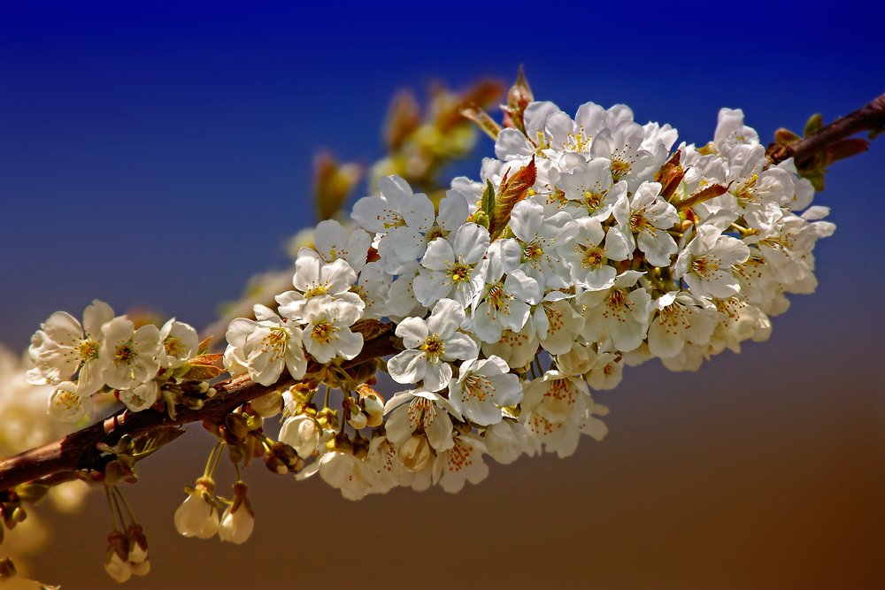 Frühling