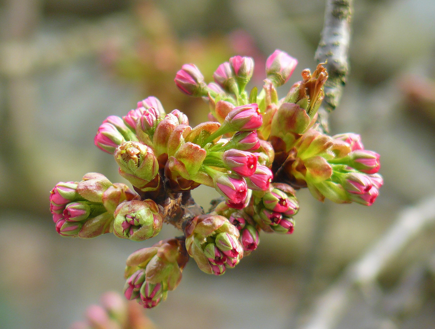 Frühling