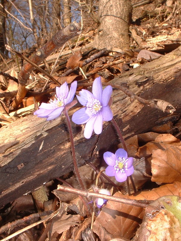 Frühling