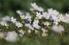 Frühling