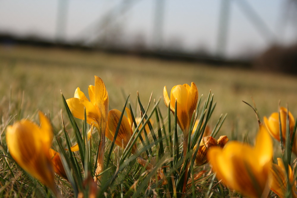 Frühling