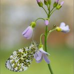 Frühling