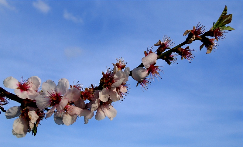 Frühling