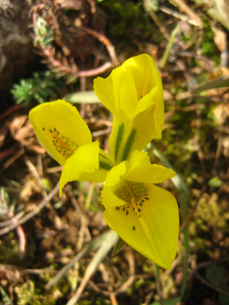 Frühling?!?