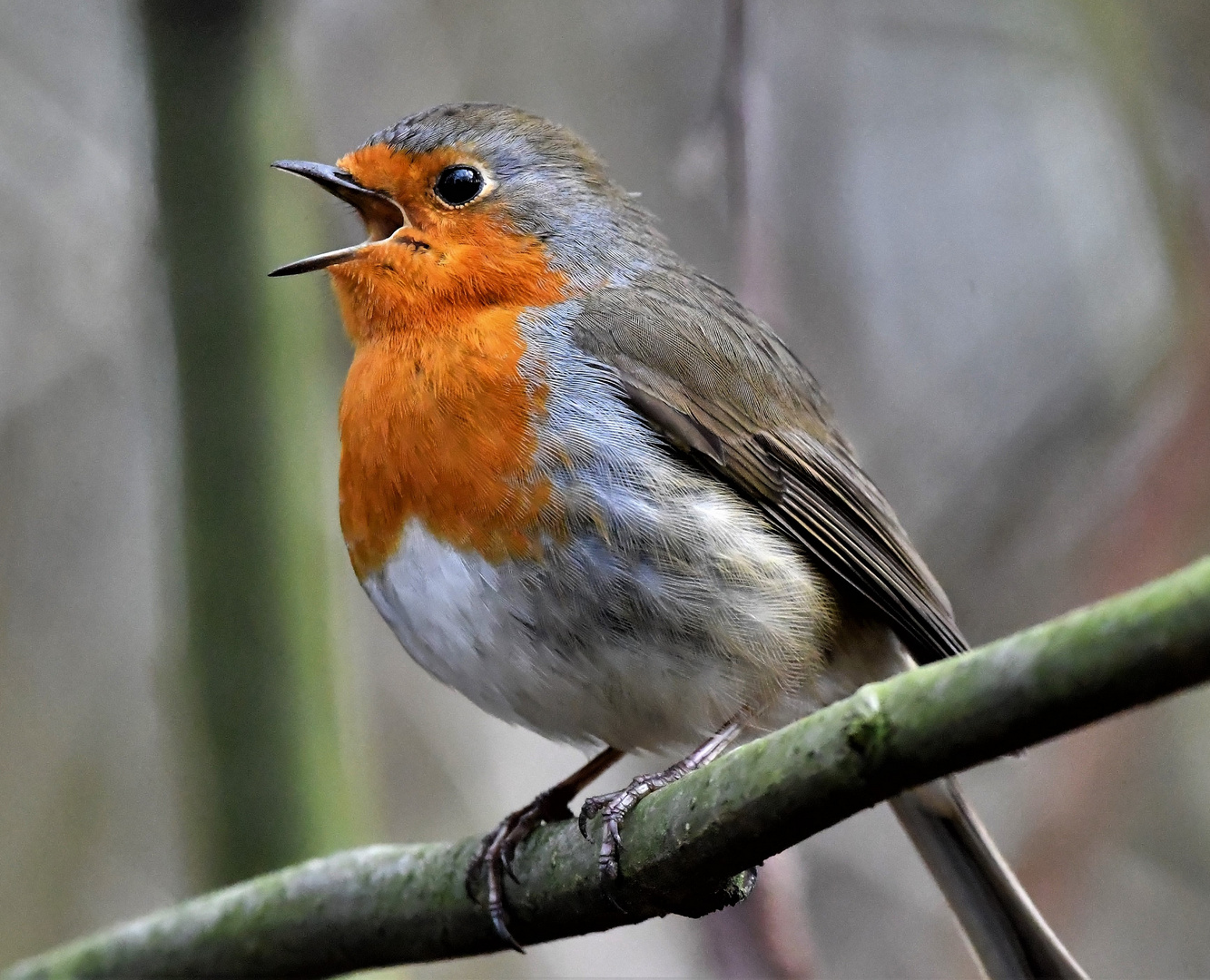 Frühling&hellip;.. Foto & Bild | tiere, wildlife, wild lebende vögel Bilder
