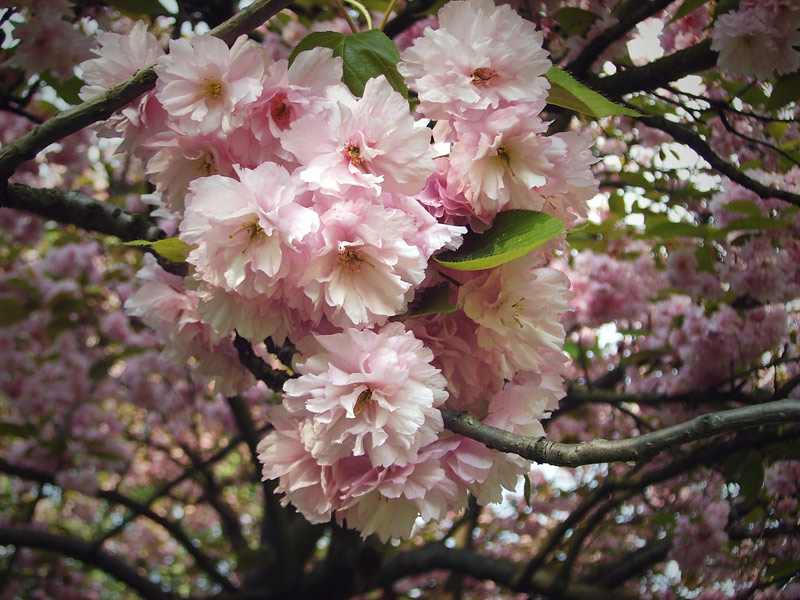 Frühling